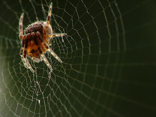 Perseverance: The Courage of a Spider